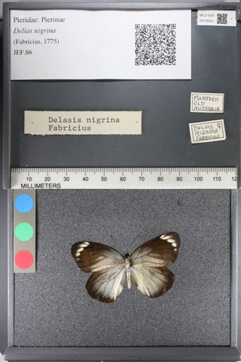 Media type: image;   Entomology 128321